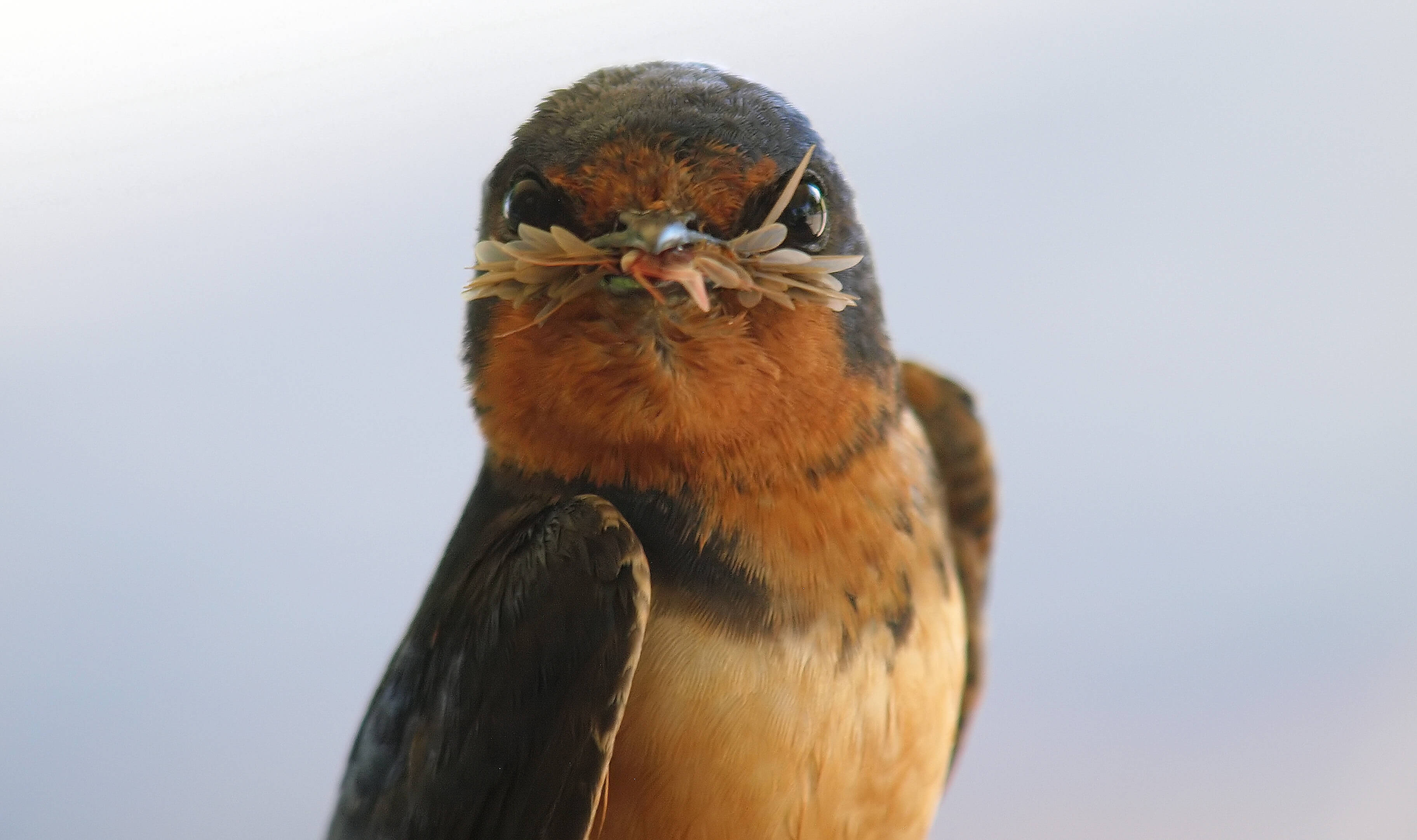 Barn swallow