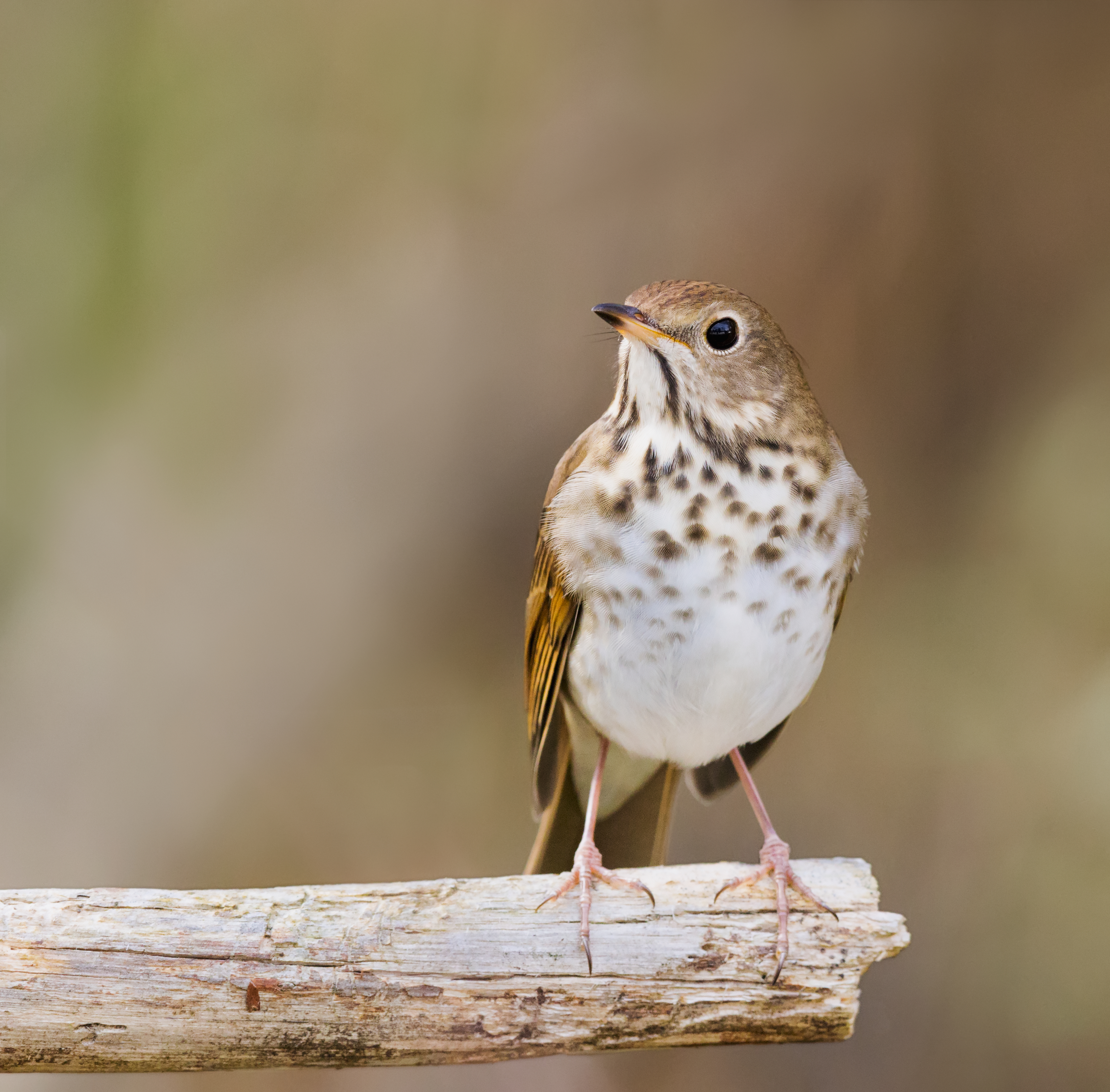 Hermit Thrush on twig