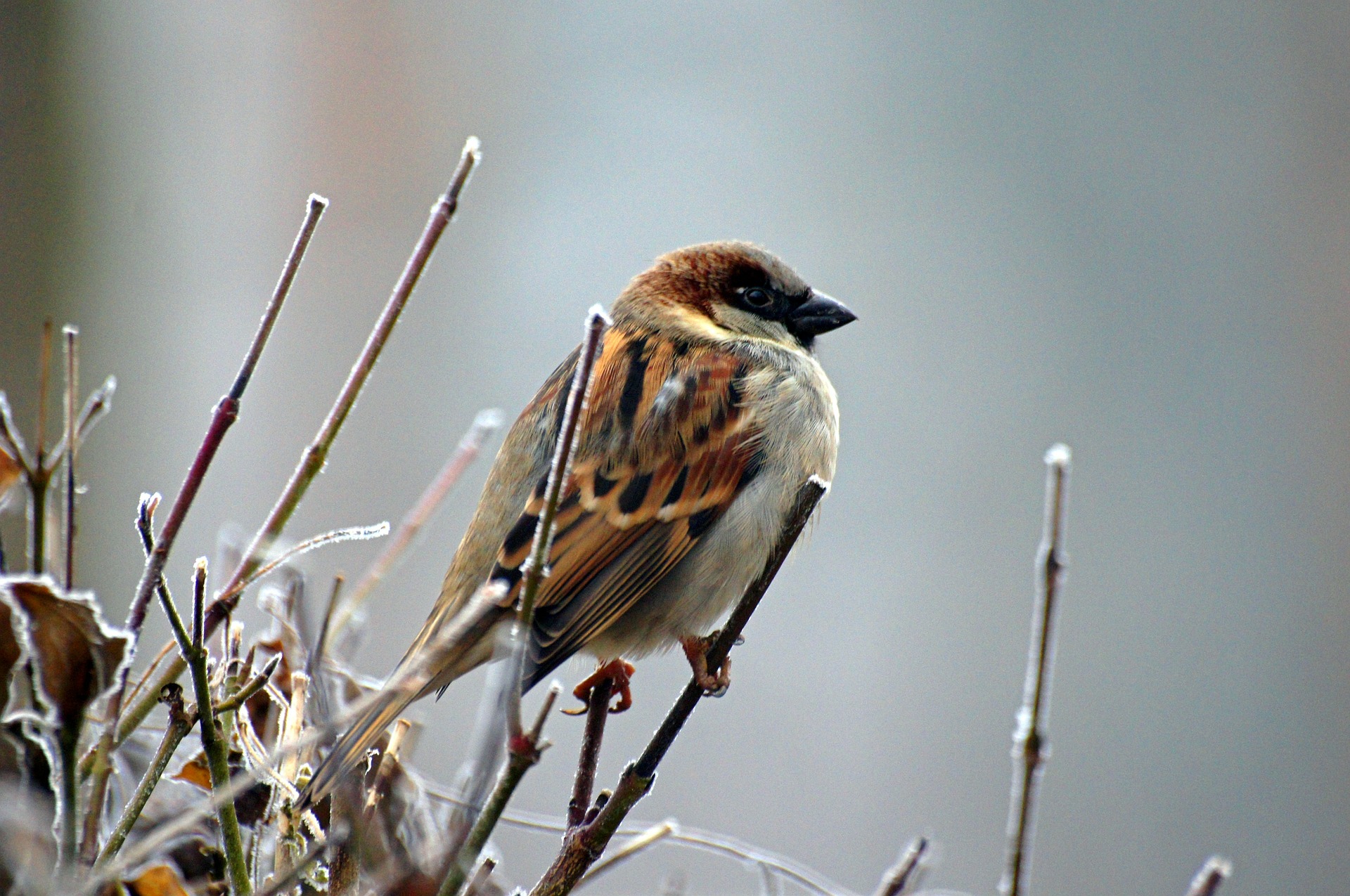 sparrow on icy twig photograph by hellinger14