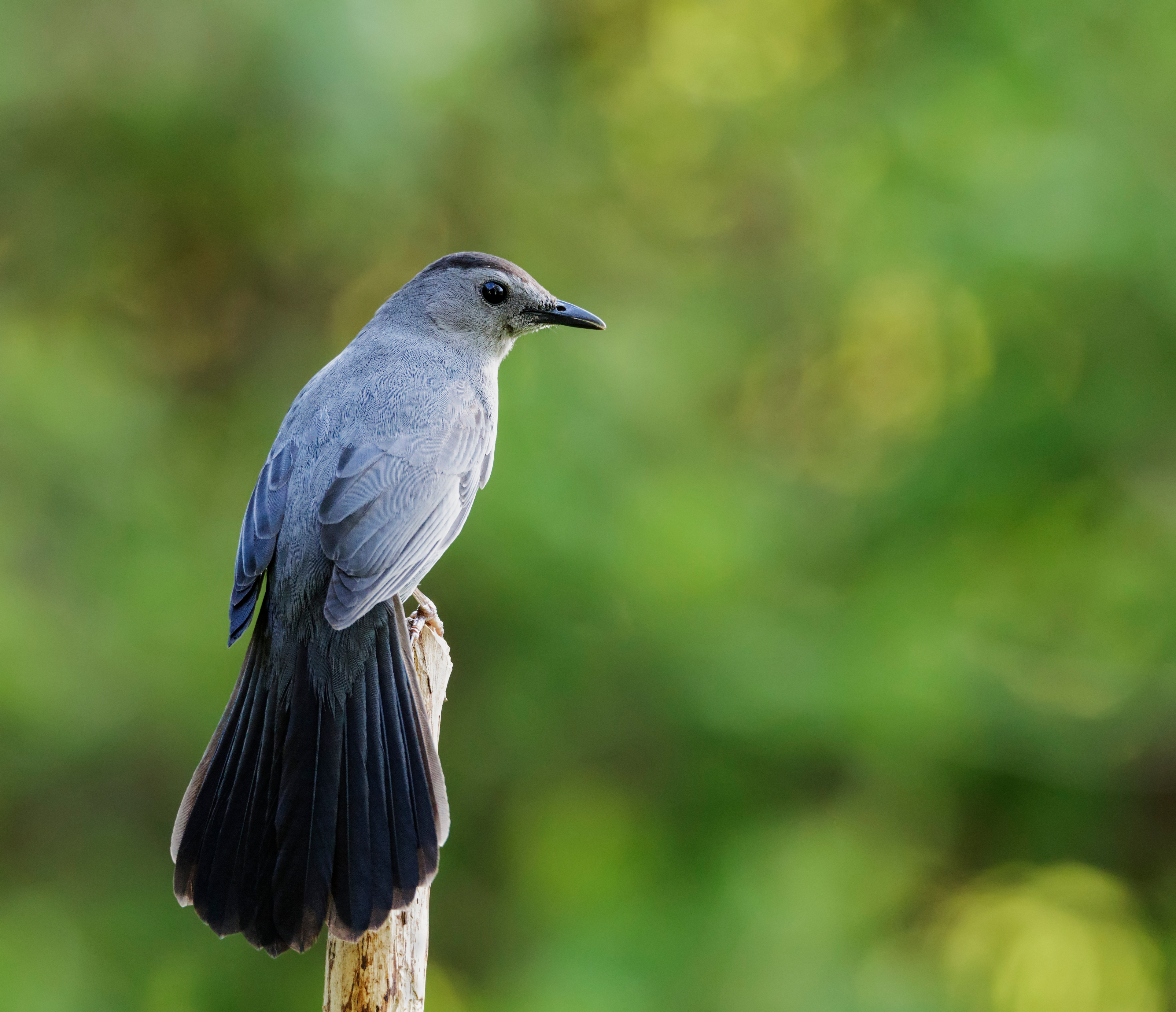 Catbird