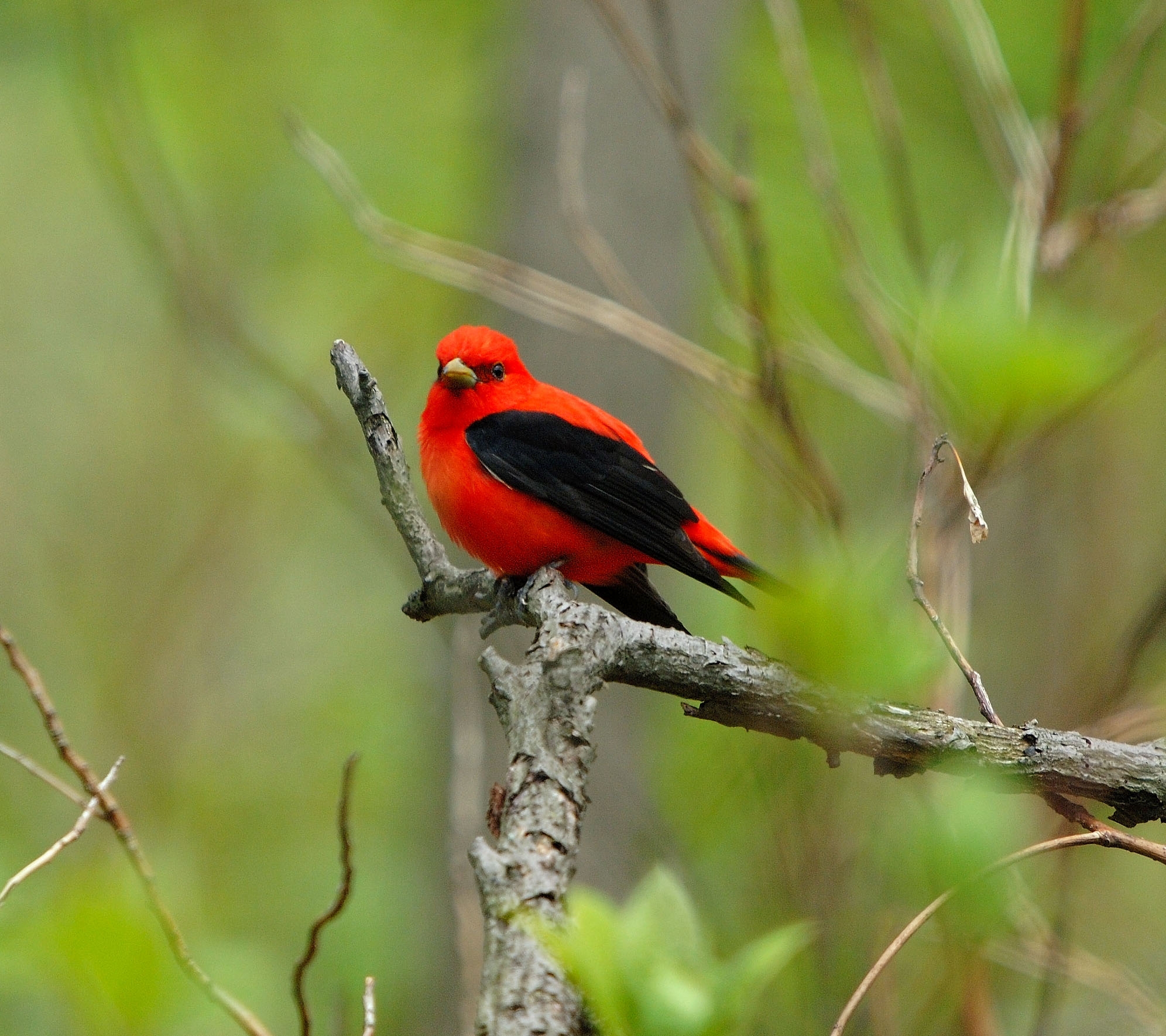 Episode 5: Scarlet Tanager and the End of the Season