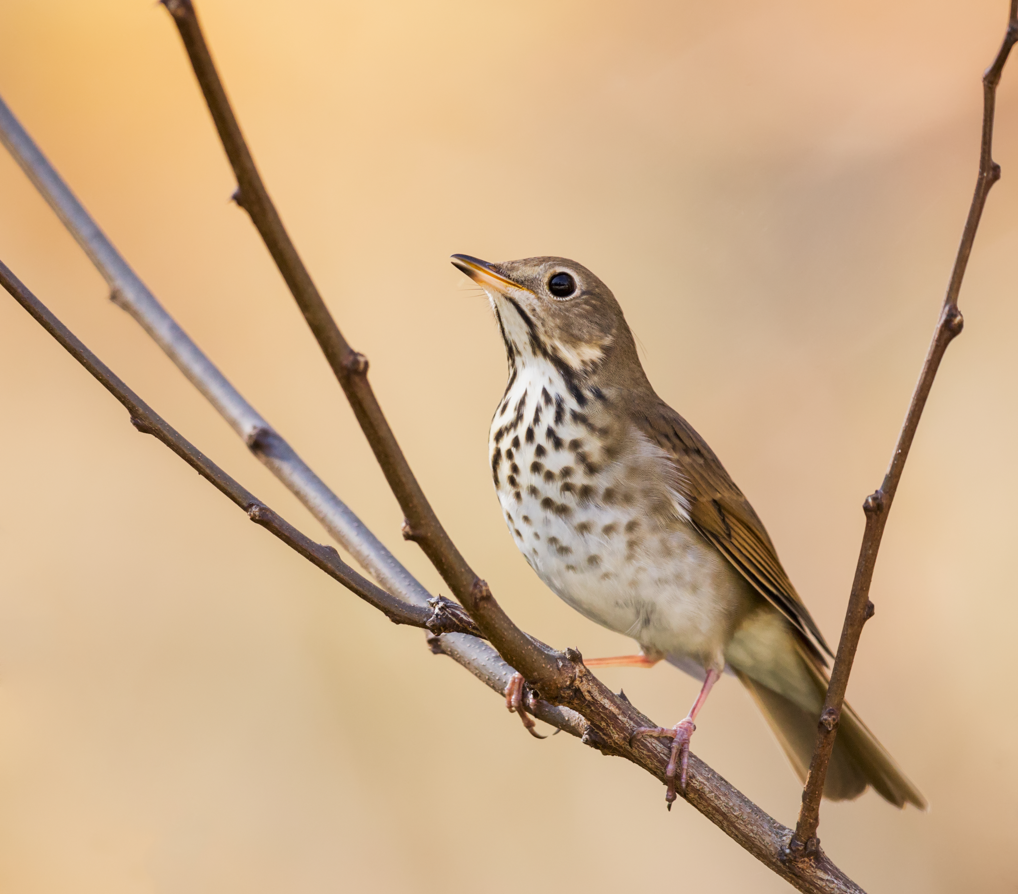 Episode 7: Reverence for the Hermit Thrush, but None for the Pewee