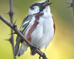 Chestnut-sided Warbler