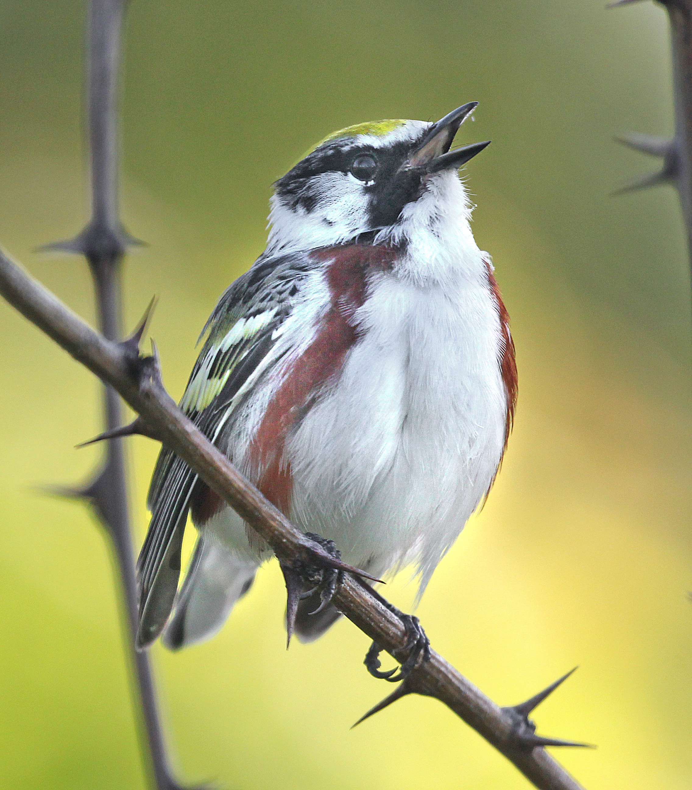 Chestnut-sided Warbler