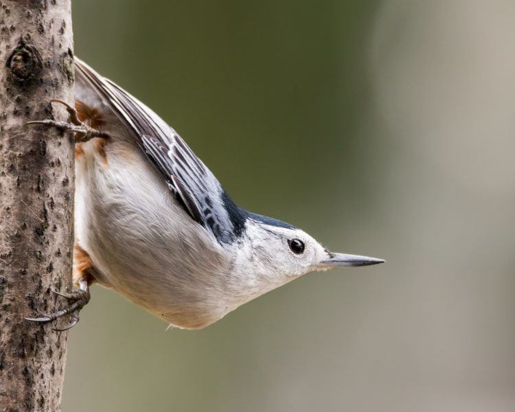 White-breasted Nuthatch