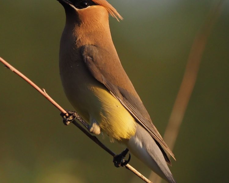 Cedar Waxwing