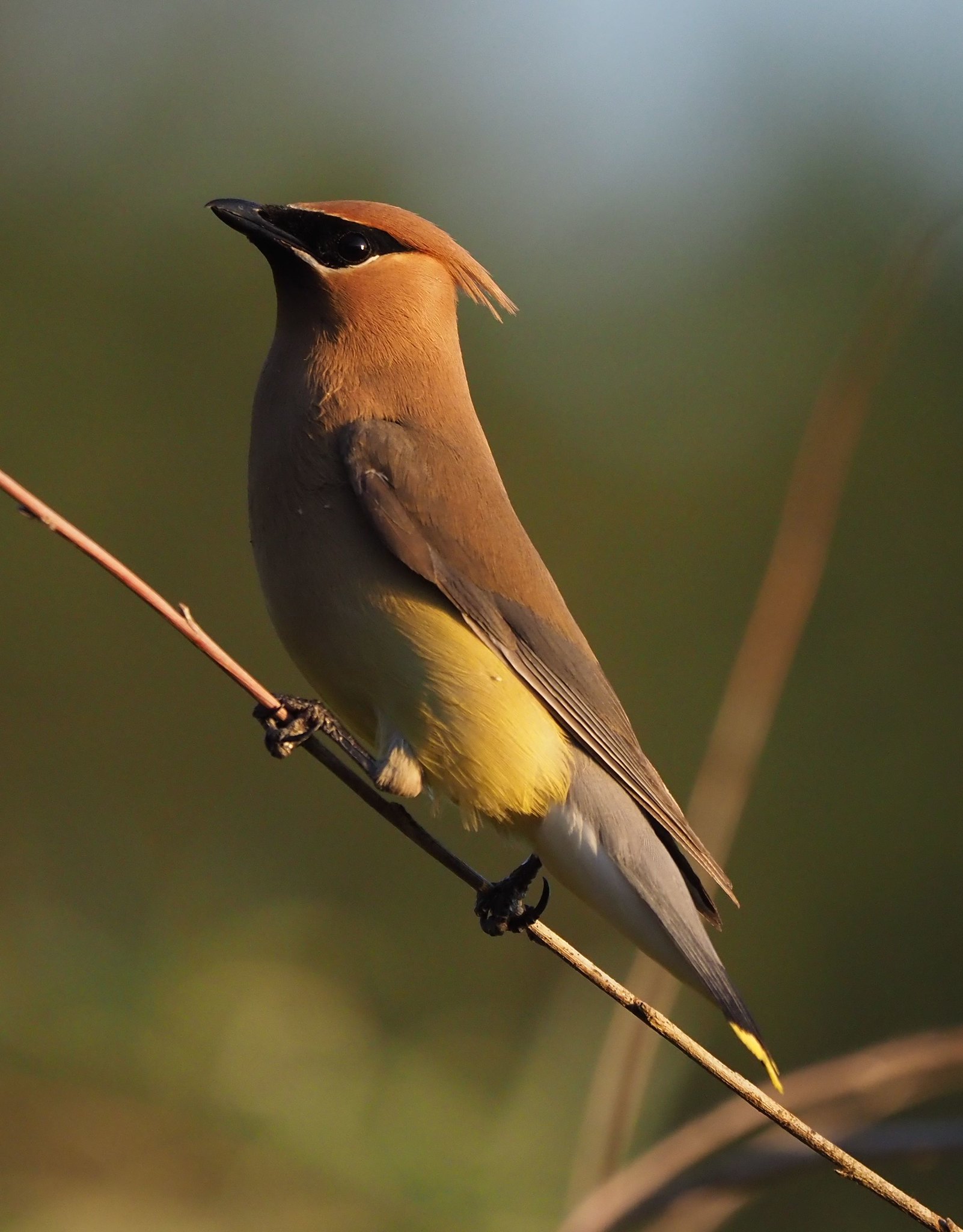 Cedar Waxwing