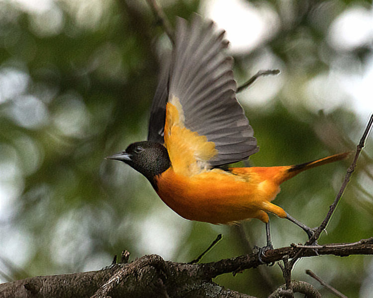 Baltimore Oriole