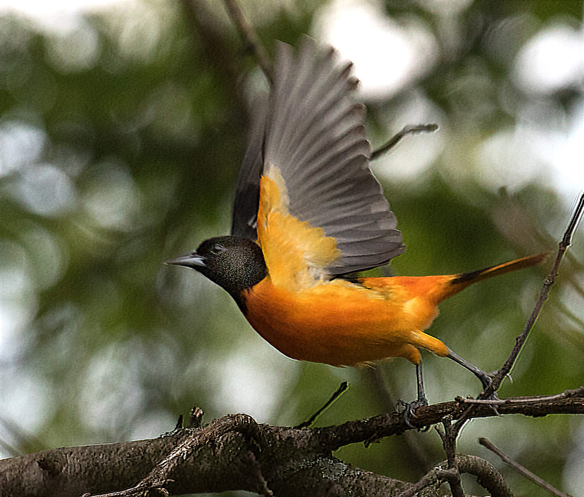 Episode 12: Snowbird nests, Grosbeak nests, Hummingbird nests, and the Baltimore Oriole builds the best nest of all