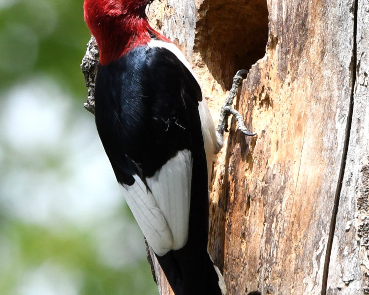 Red-headed Woodpecker