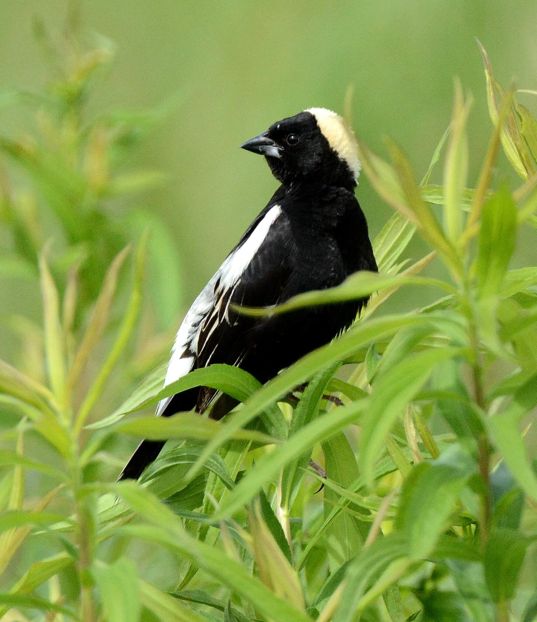 Episode 13: Spring in the Capitol, the Sylvian Chorus, Bluebirds, Robins, Snowbirds, Meadowlarks, Sparrows and Crows