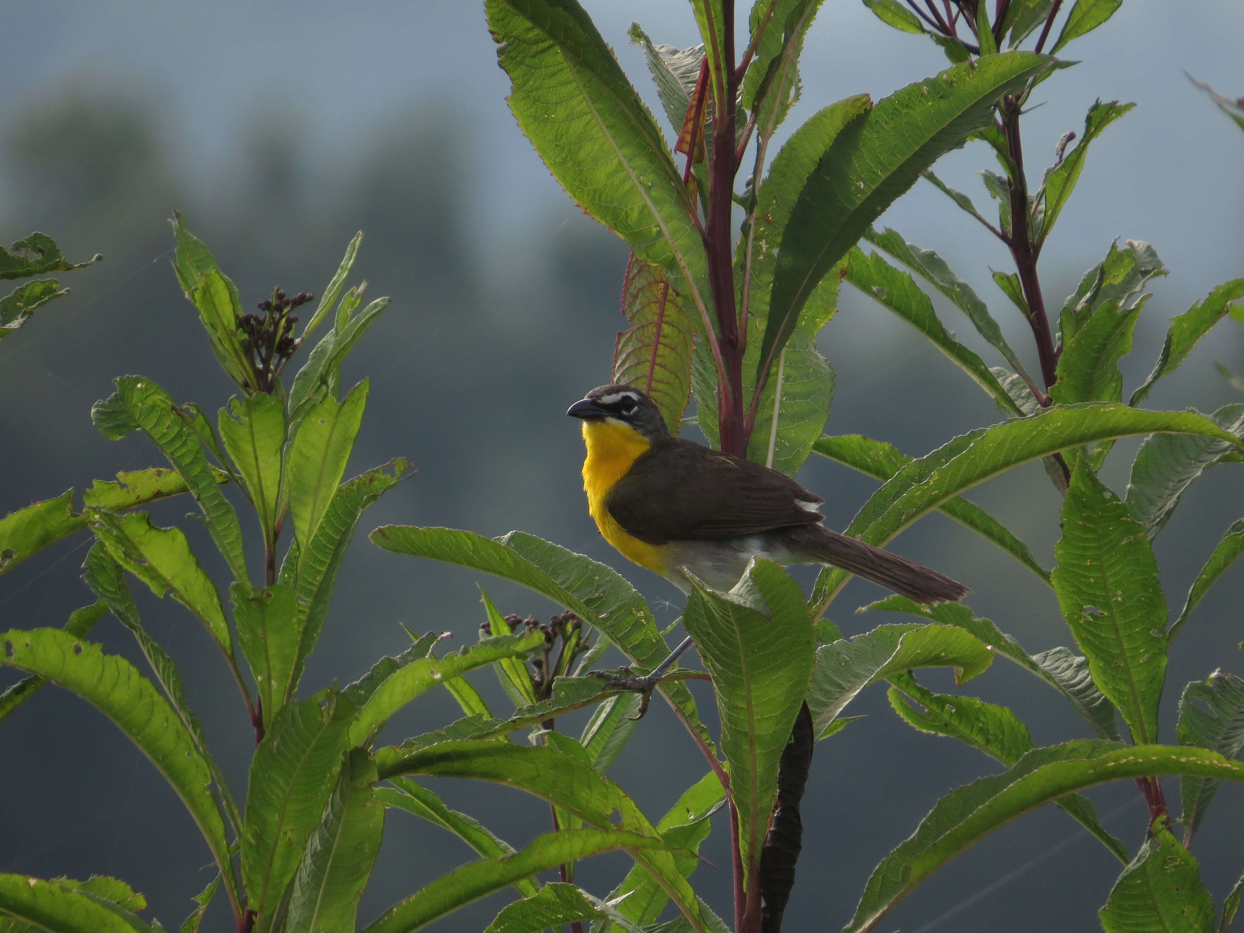 Yellow-breasted Chat