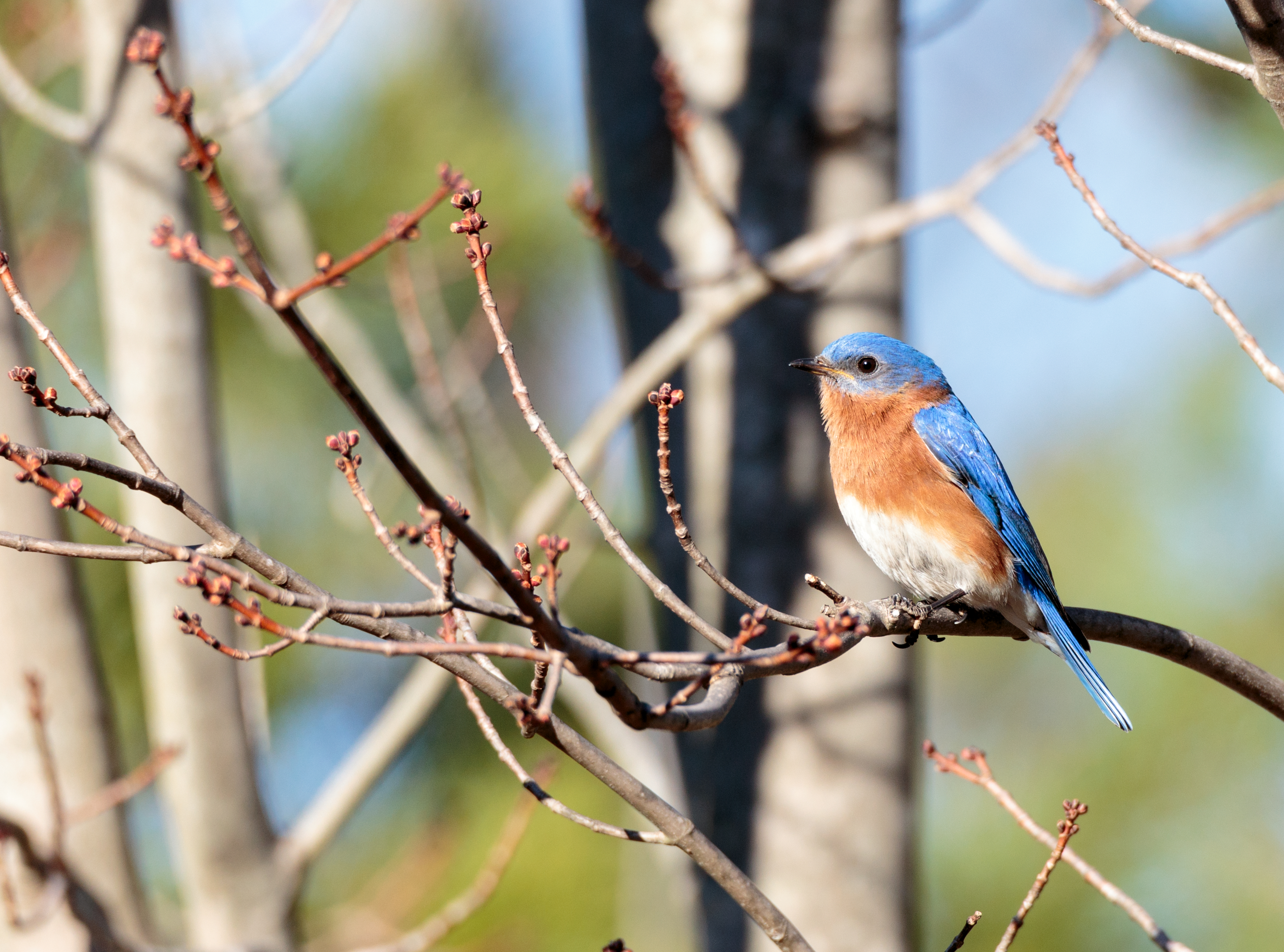 Eastern Bluebird