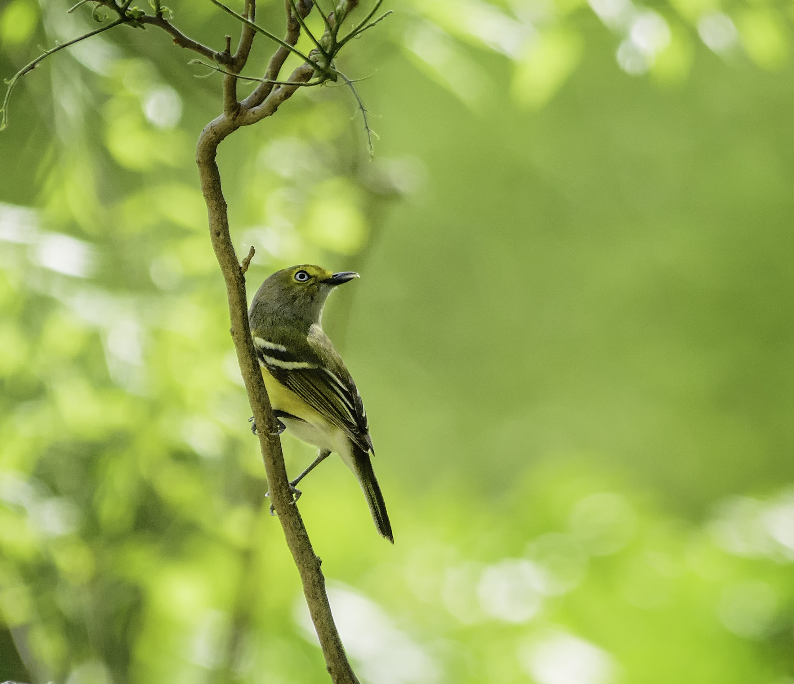 White-eyed Vireo