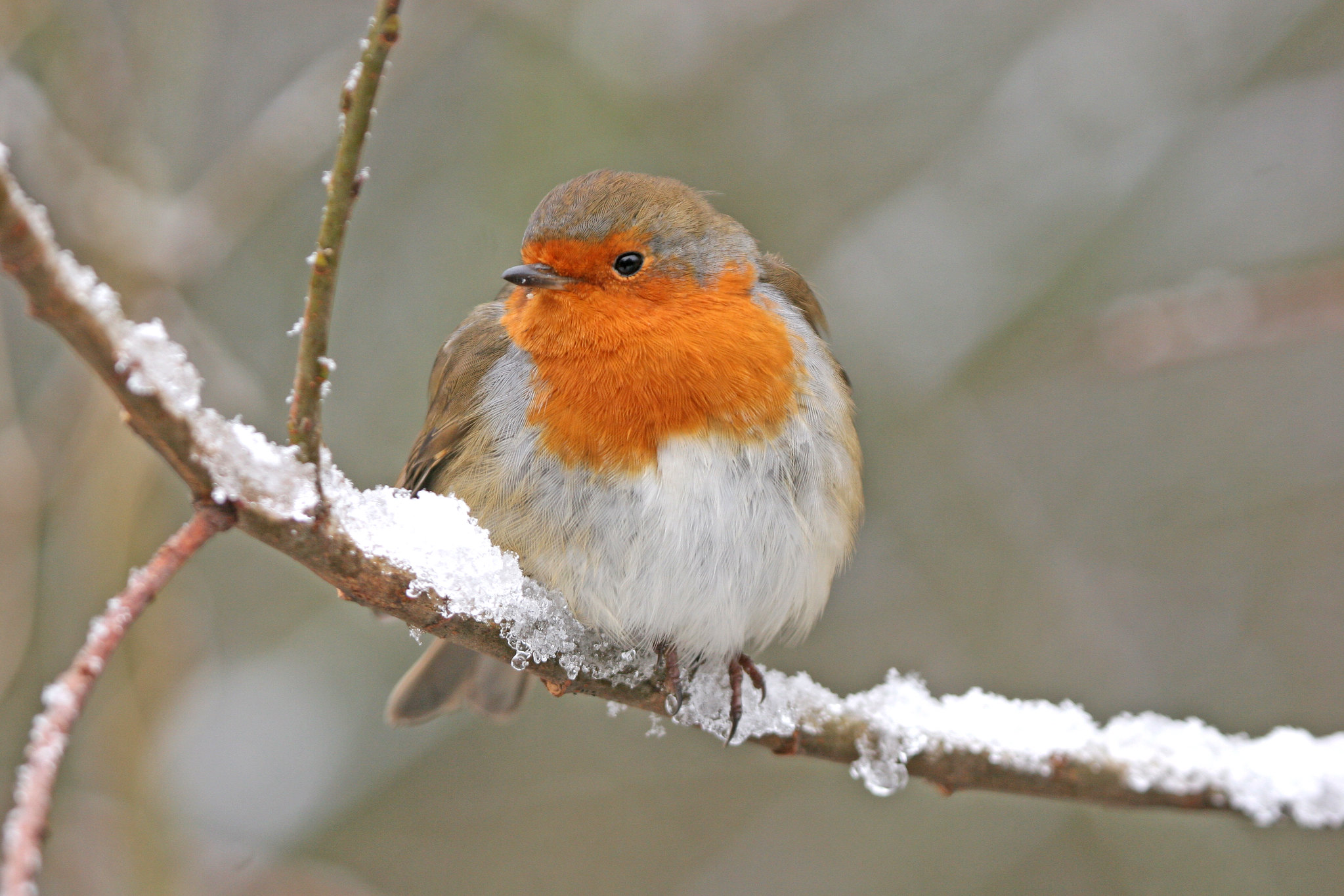 American Robin on snow dusted branch