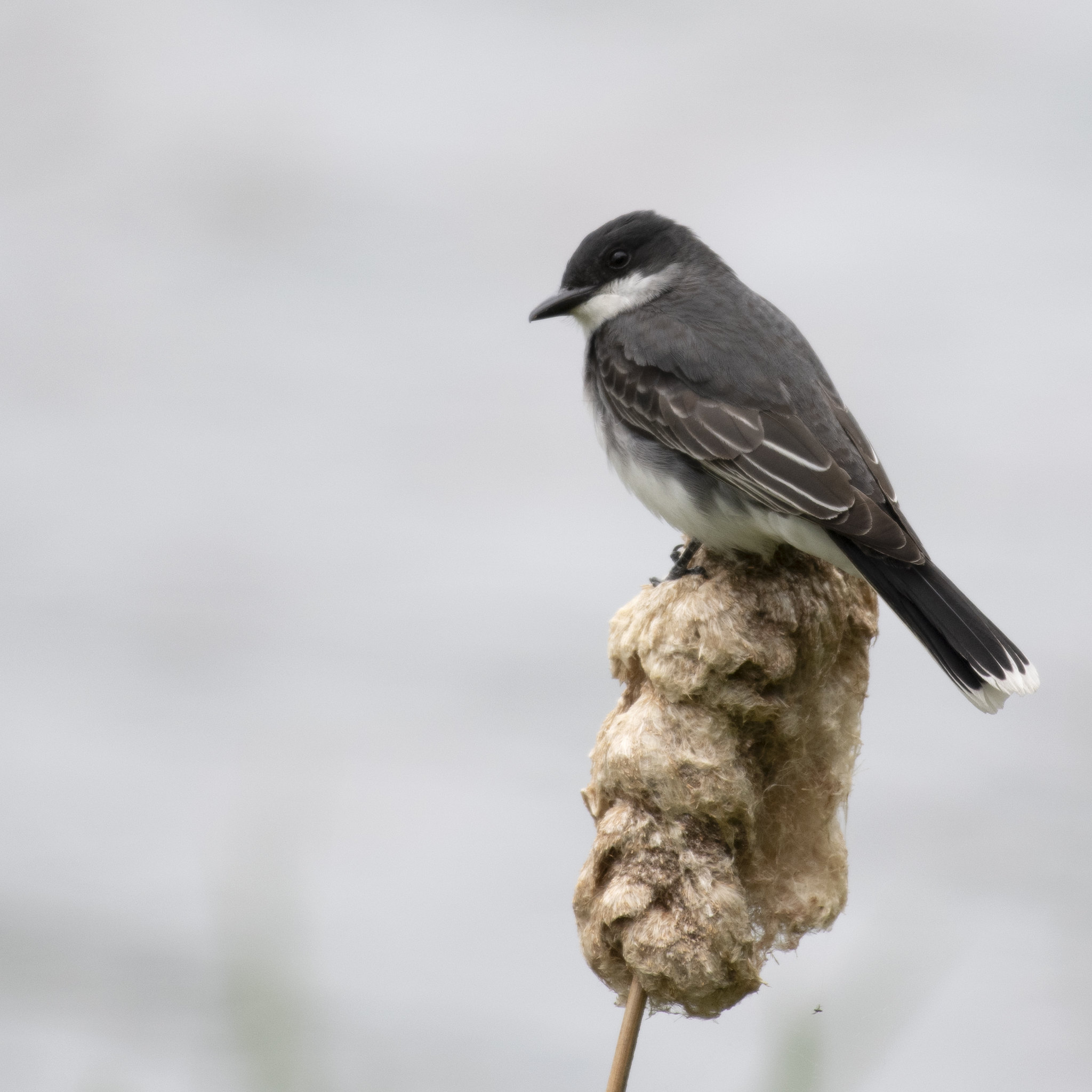 Eastern Kingbird