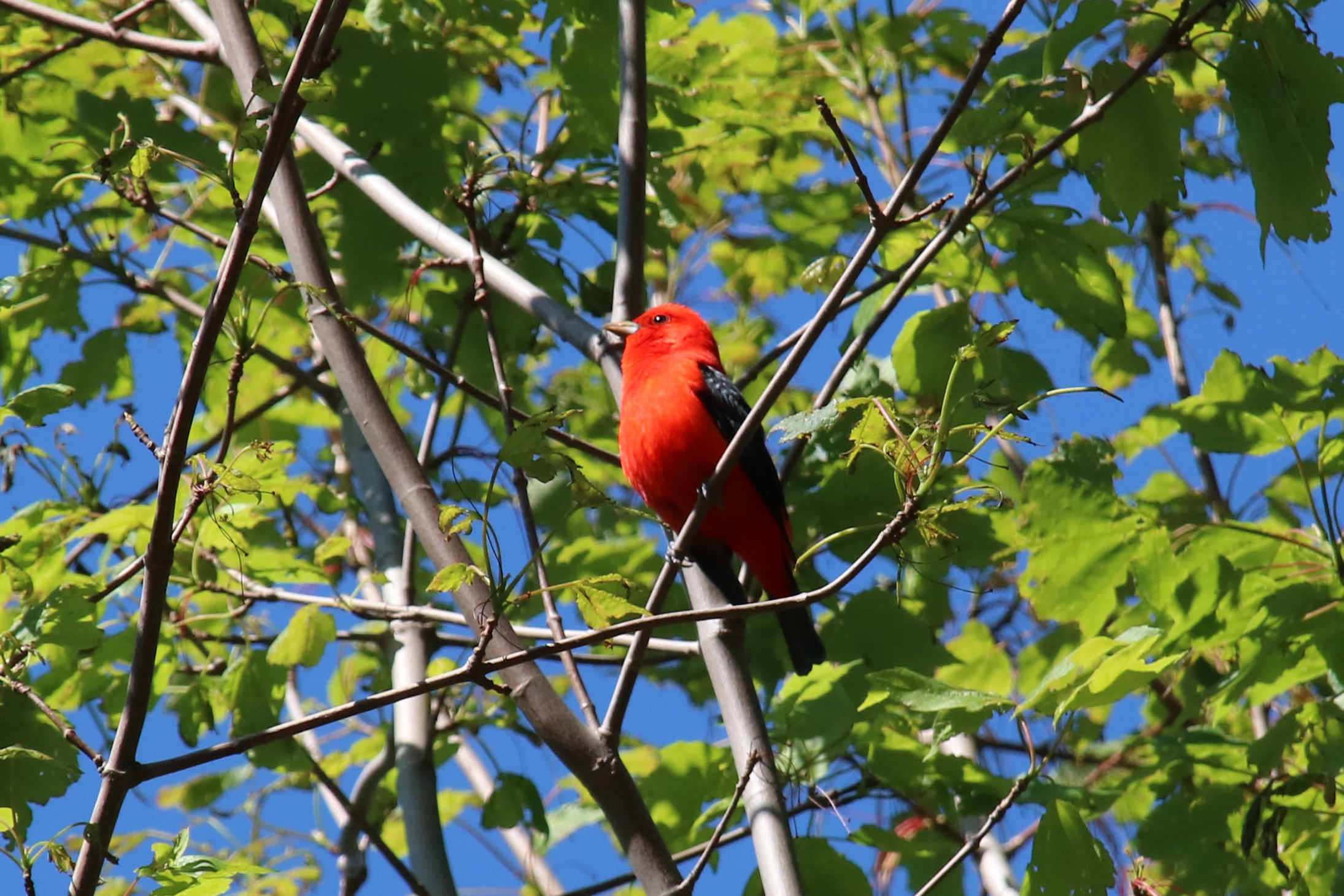 The Scarlet Tanager and the Dog Days of August, and, Finally, the Silent End of the Season