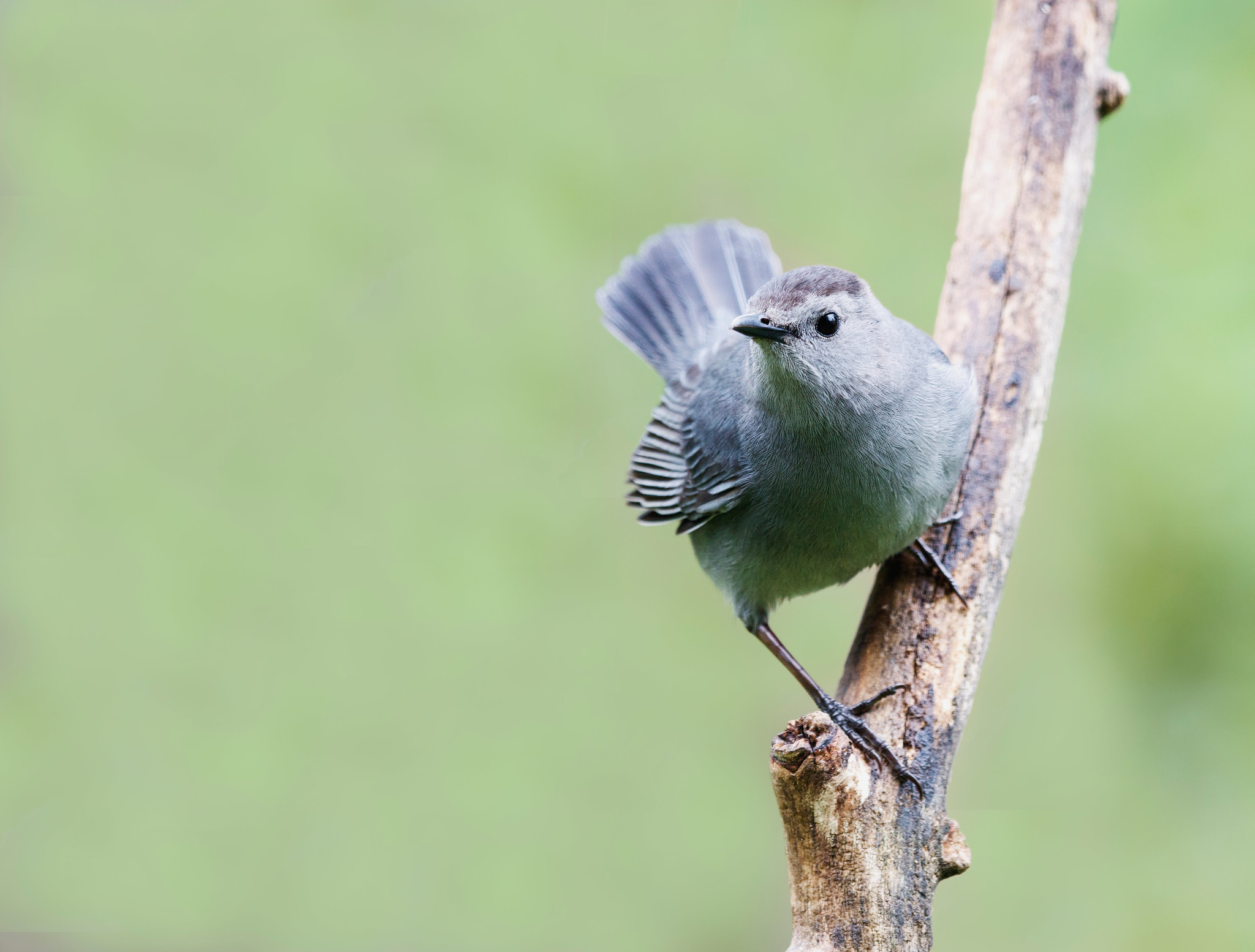 John Burroughs Shares His Admiration for the Aristocratic Wood Thrush, Praise for the Soulful Veery, Some Criticism for the Catbird, and an Encounter with a Black Snake