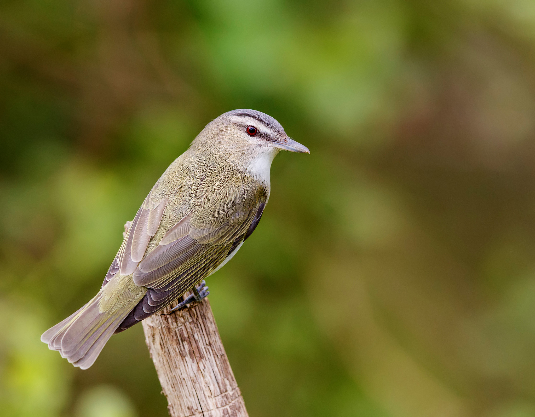 Red-eyed Vireo on a branch