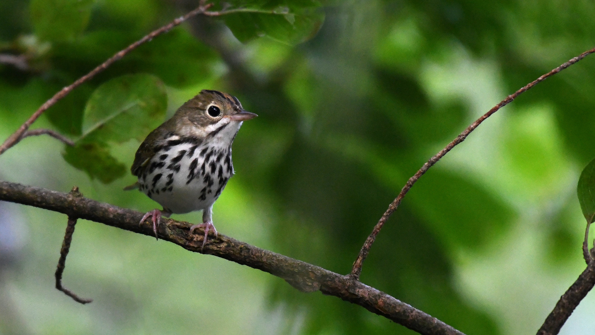 Ovenbird on tree branch