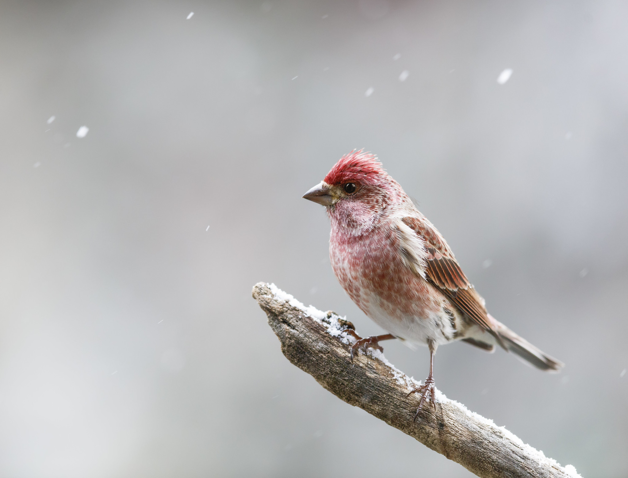 The Forenoon Chorus of Finches, Thrushes and Warblers