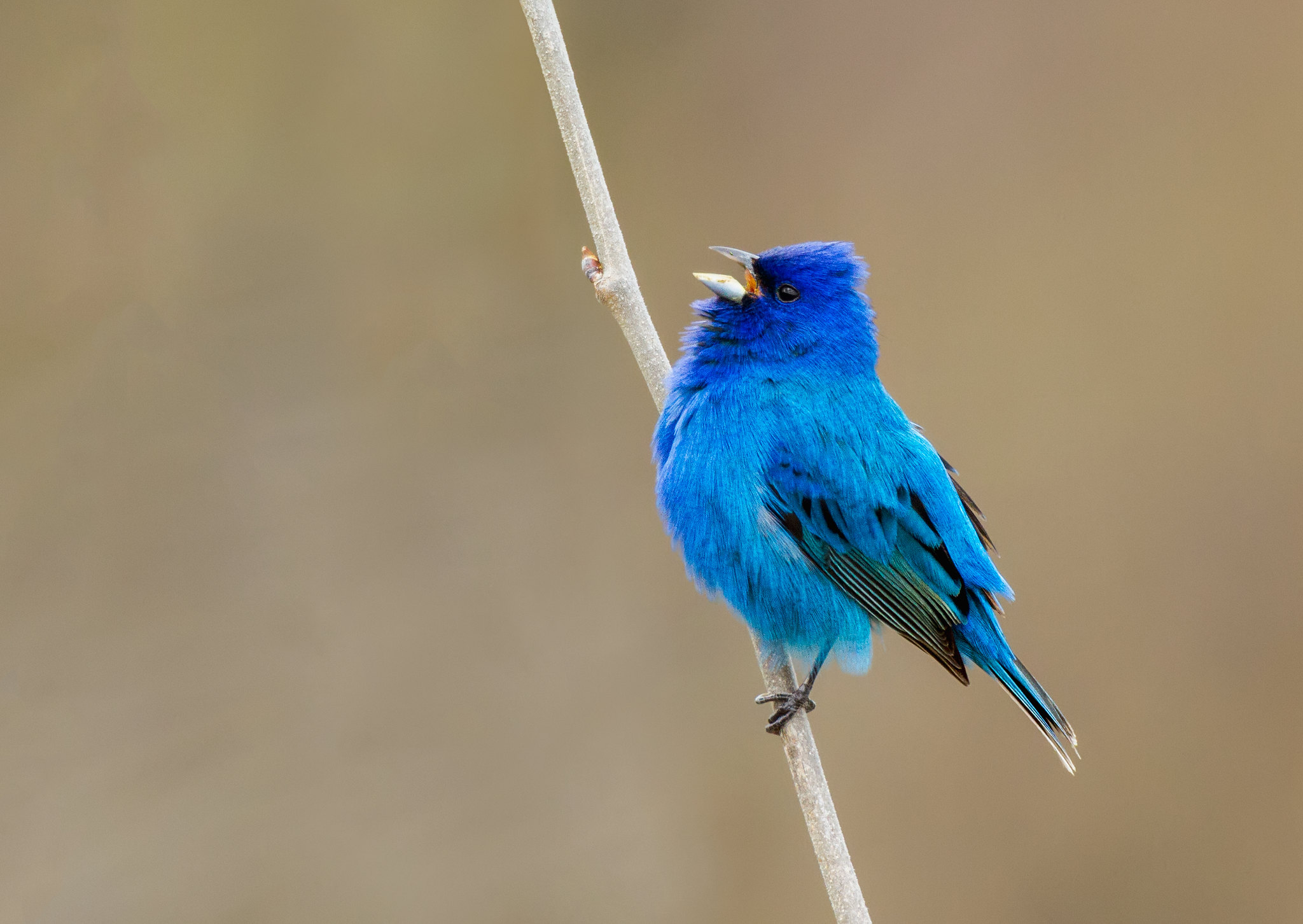 Indigo Bunting by N. Lewis