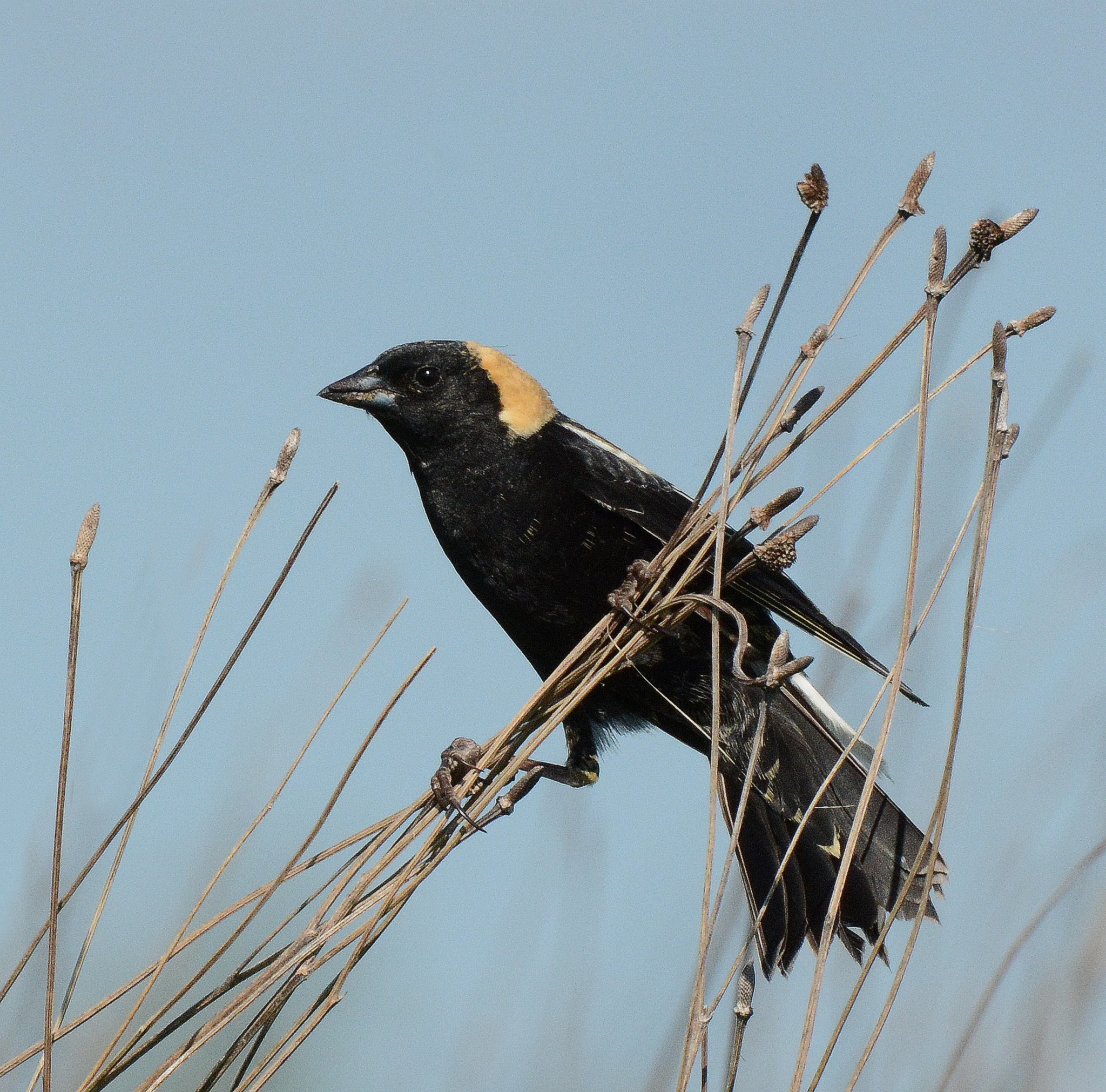 Bobolink on stalk in field