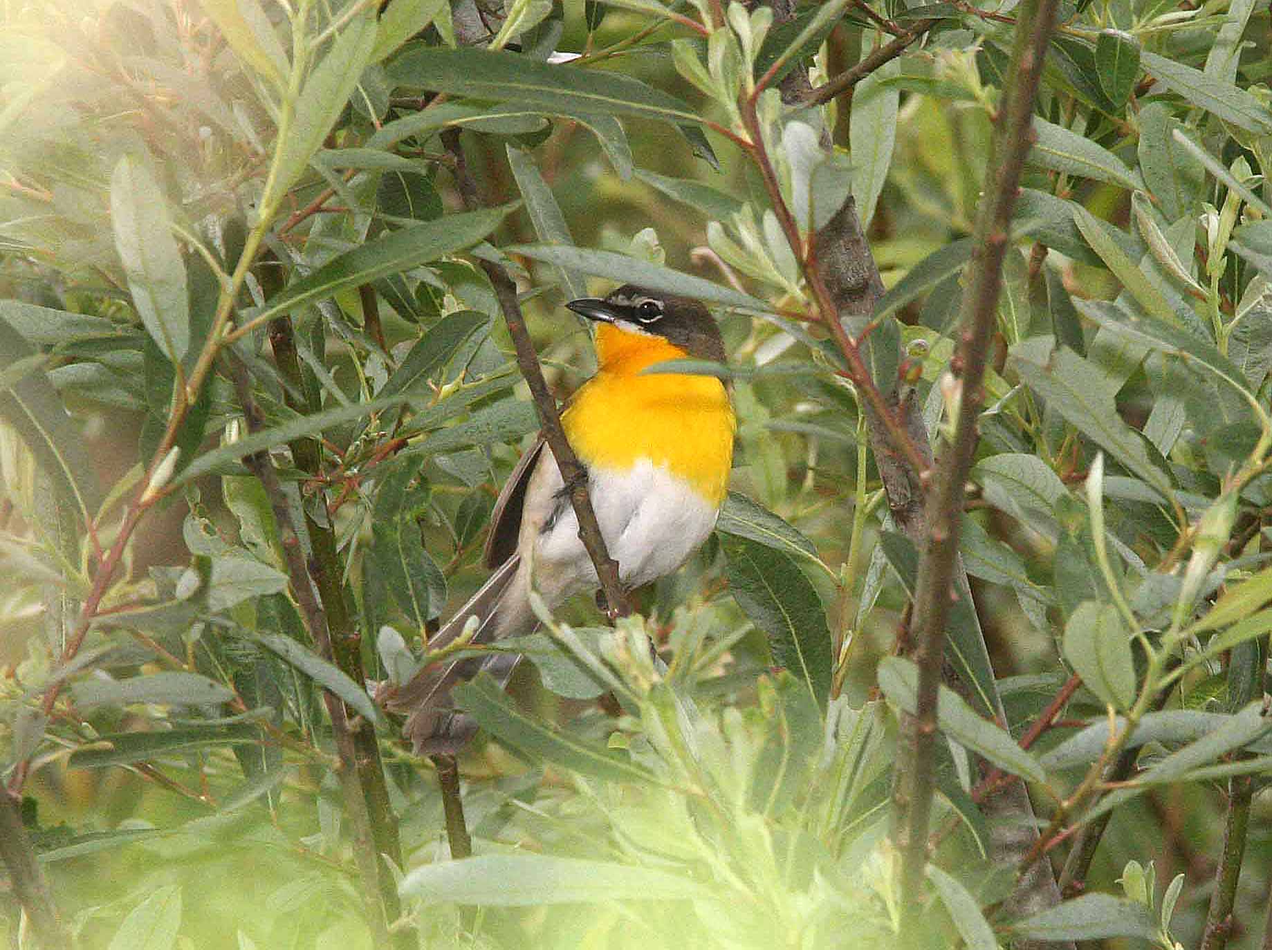 Yellow-breasted Chat