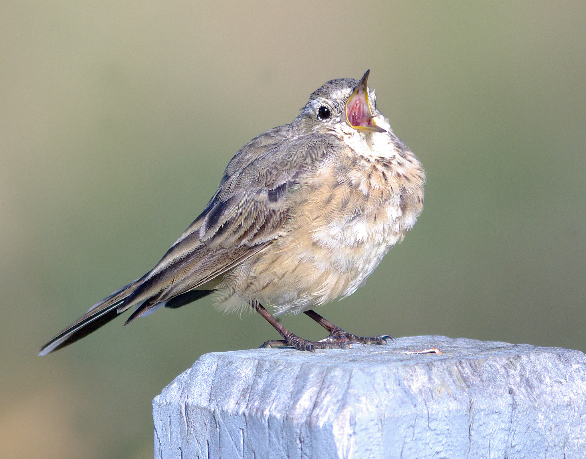American Pipit singing on a post